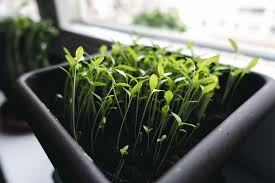 vegetable plants in container