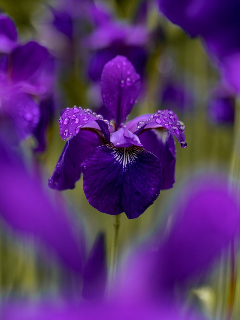 iris, blooming bulb