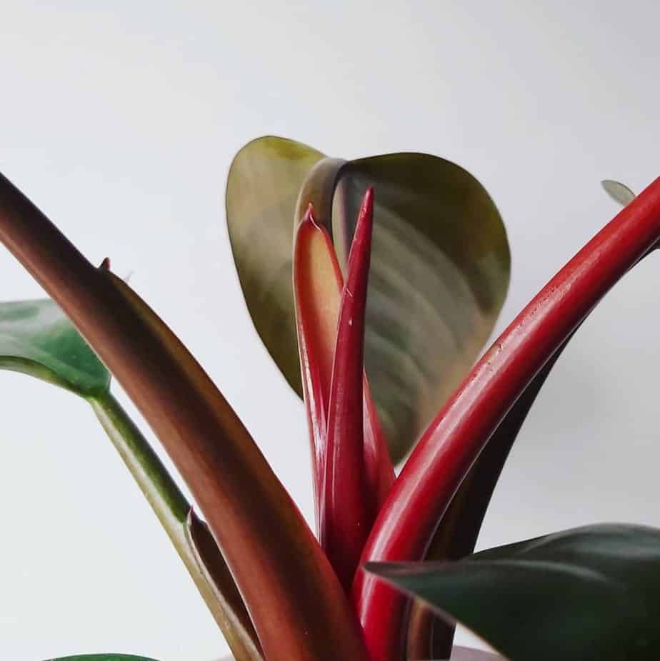 Philodendron Erubescens "Imperial Red"