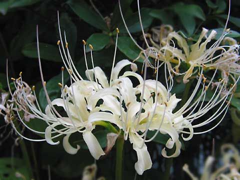 White Spider Lily (Lycoris albiflora)