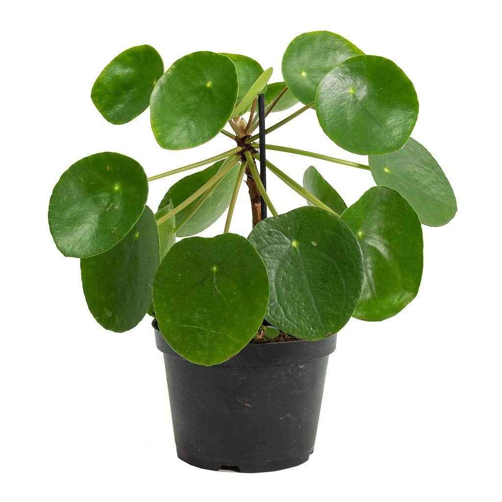 Chinese Money Plant (Pilea peperomioides) 