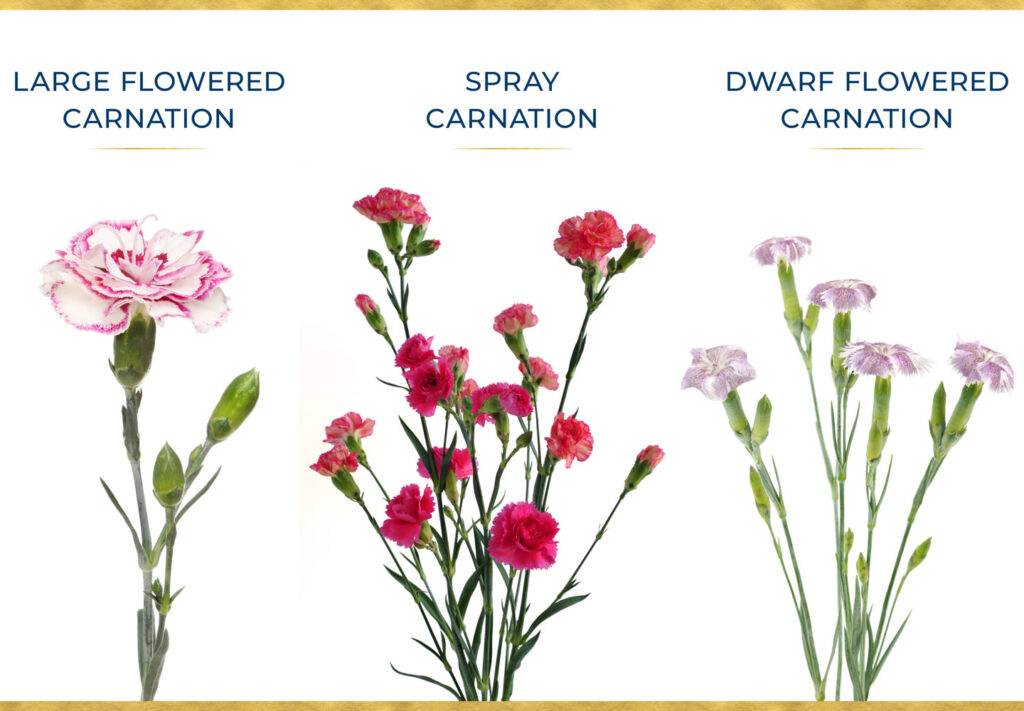 Propagation through Carnation Flower Division