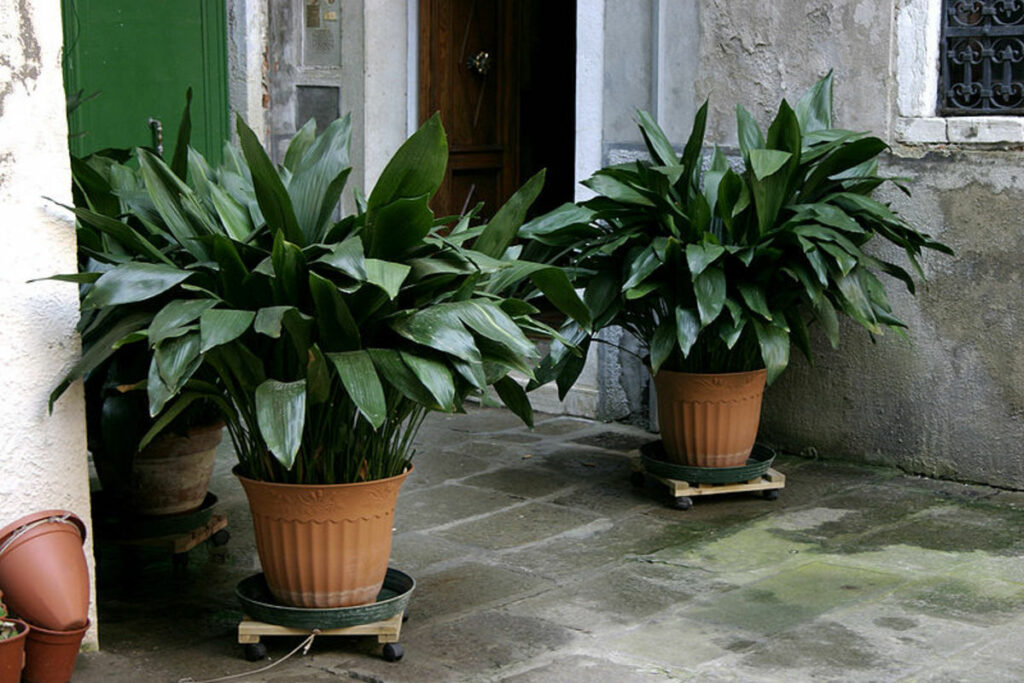 Potting and Repotting Cast Iron Plants