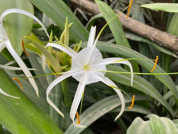Crinum asiaticum, commonly known as poison bulb, giant crinum lily, grand crinum lily, spider lily, is a plant species widely planted in many warmer regions as an ornamental. It is a bulb-forming perennial producing an umbel of large, showy flowers that are prized by gardeners.