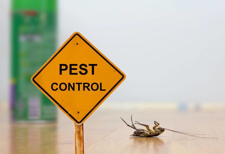 Why Do You Need Pest Control? - E Home Interior