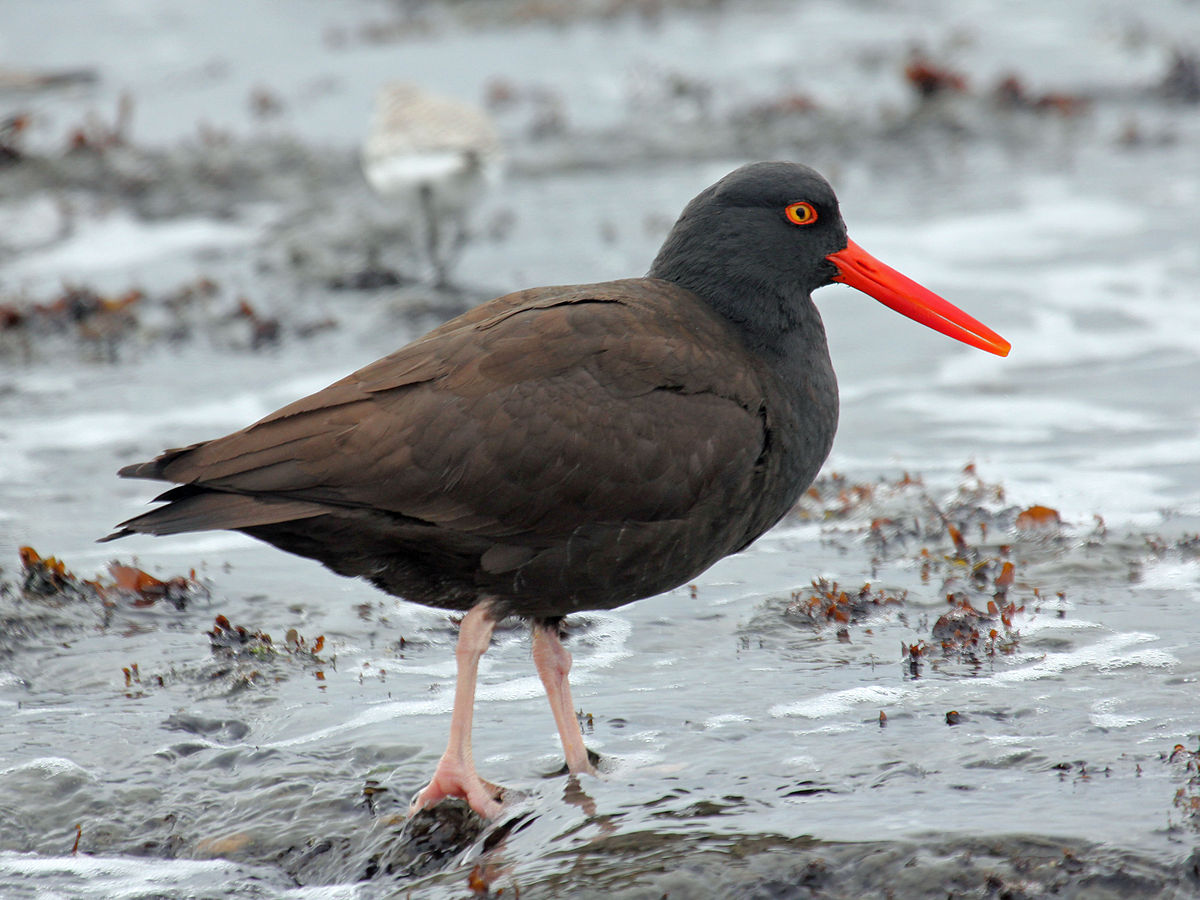 Shorebirds: A Brief Guide About The Various Beach Birds