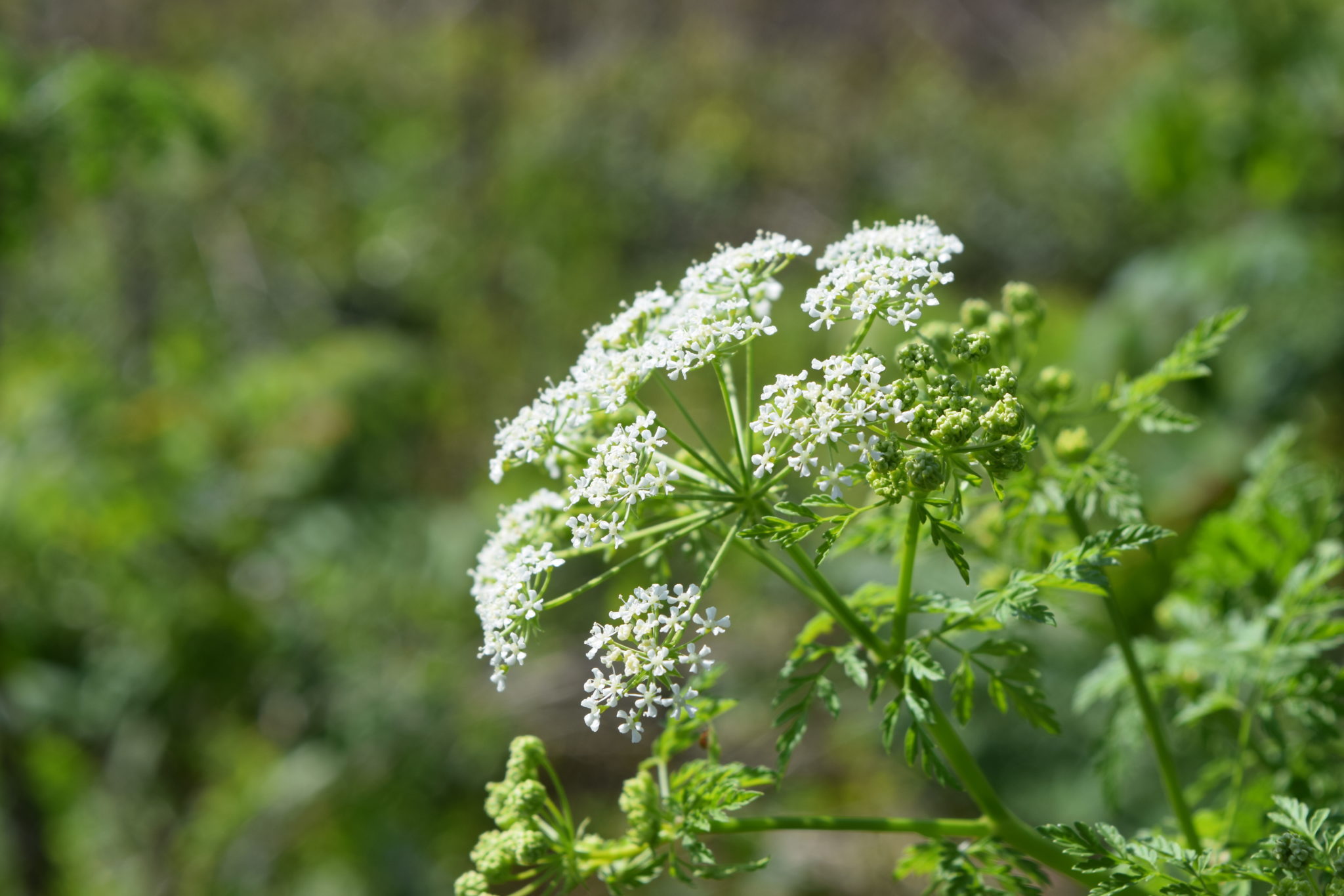 Poisonous Weeds You Should Avoid In Your Garden