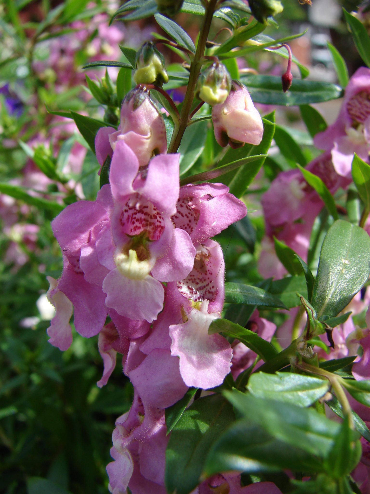 angelonia-plant-how-to-grow-and-care-for-the-annual-beauty